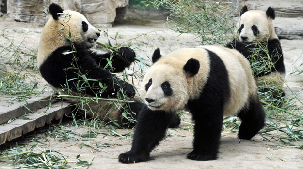 панды Китай